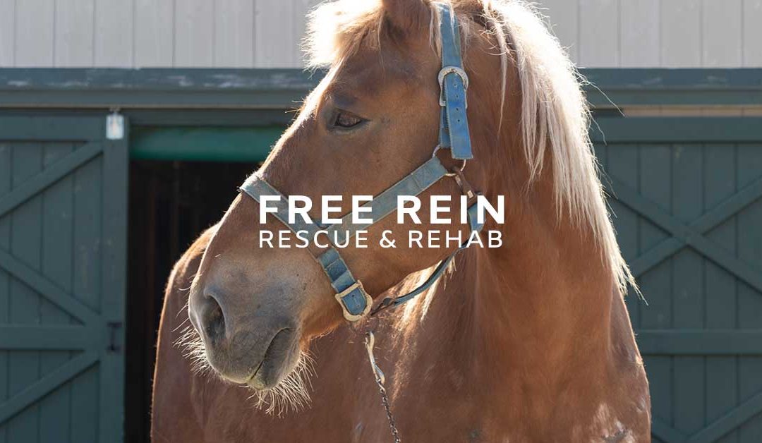 Featured Member: Free Rein Rescue & Rehab