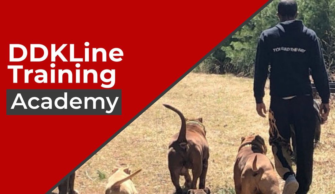 Featured Member: DDKLine Training Academy