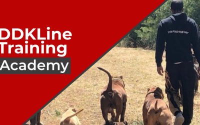 Featured Member: DDKLine Training Academy