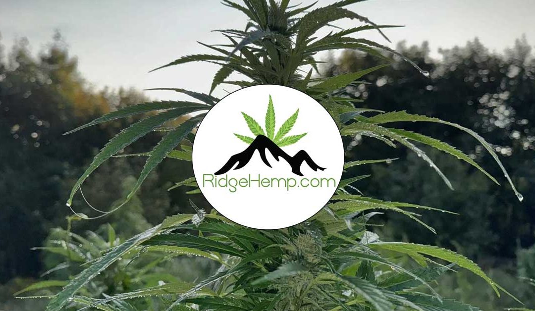 Featured Member: Ridge Hemp