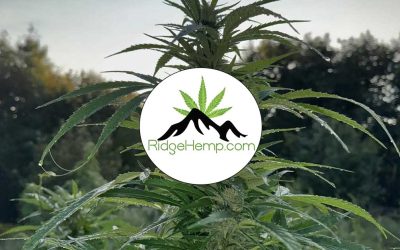 Featured Member: Ridge Hemp