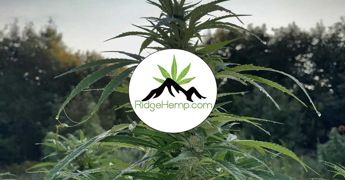 ridge-hemp Ridge Hemp