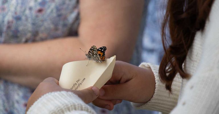 nchhha butterfly 768x402